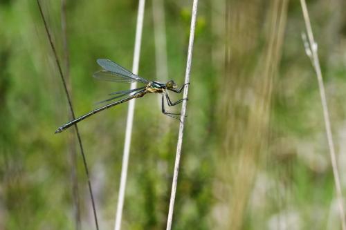 Lestes dryas